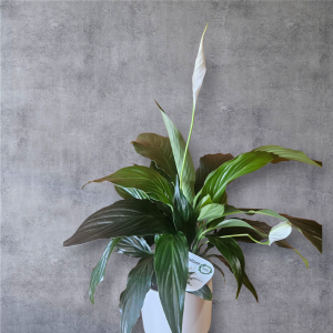 Peace Lily